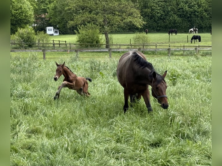 Westphalian Stallion  Brown-Light in Oer-Erkenschwick