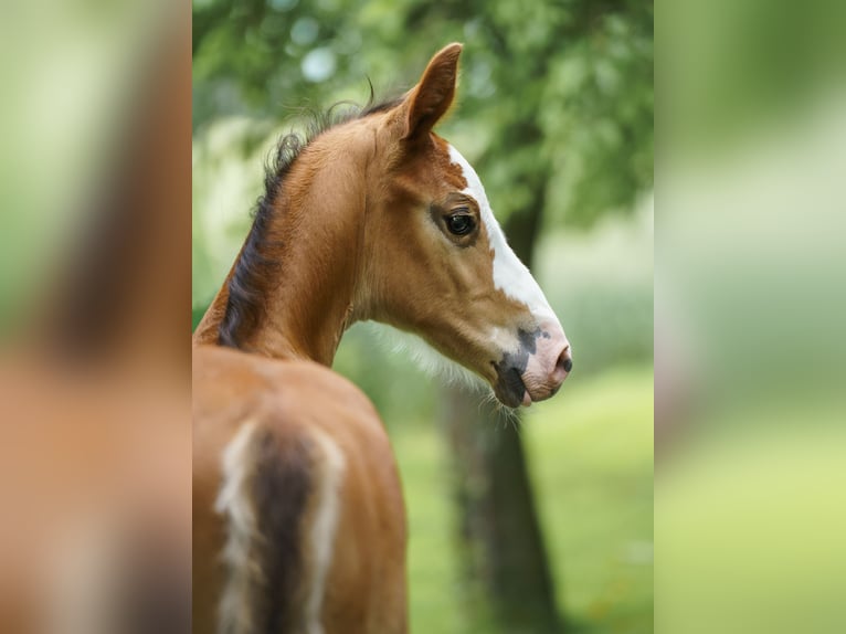 Westphalian Stallion Foal (05/2026) Brown-Light in Drensteinfurt