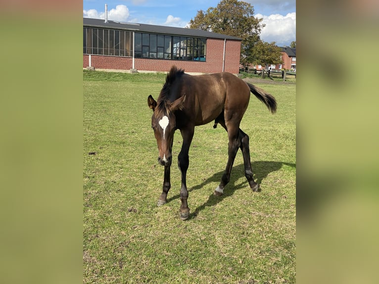 Westphalian Stallion  Brown in Ascheberg