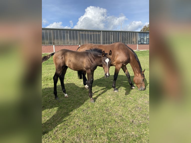 Westphalian Stallion  Brown in Ascheberg