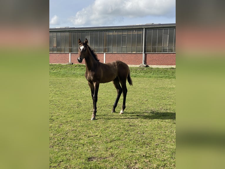 Westphalian Stallion  Brown in Ascheberg