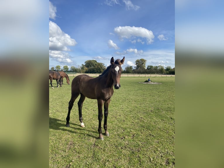 Westphalian Stallion  Brown in Ascheberg