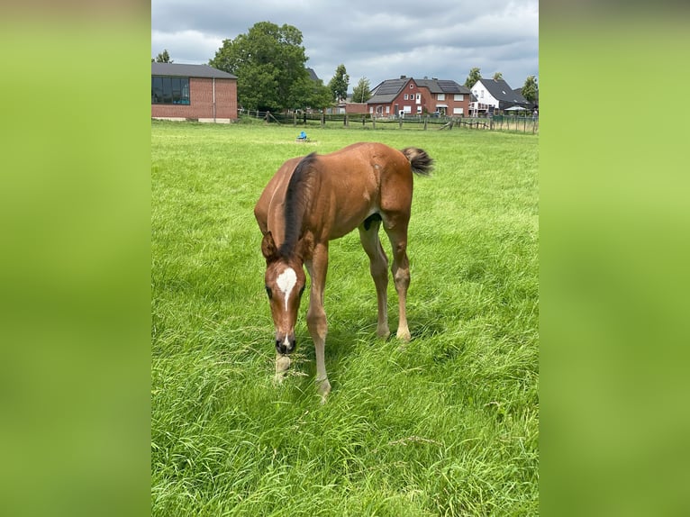 Westphalian Stallion Foal (06/2024) Brown in Ascheberg