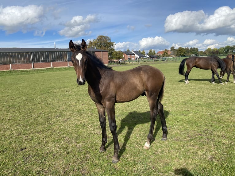 Westphalian Stallion  Brown in Ascheberg