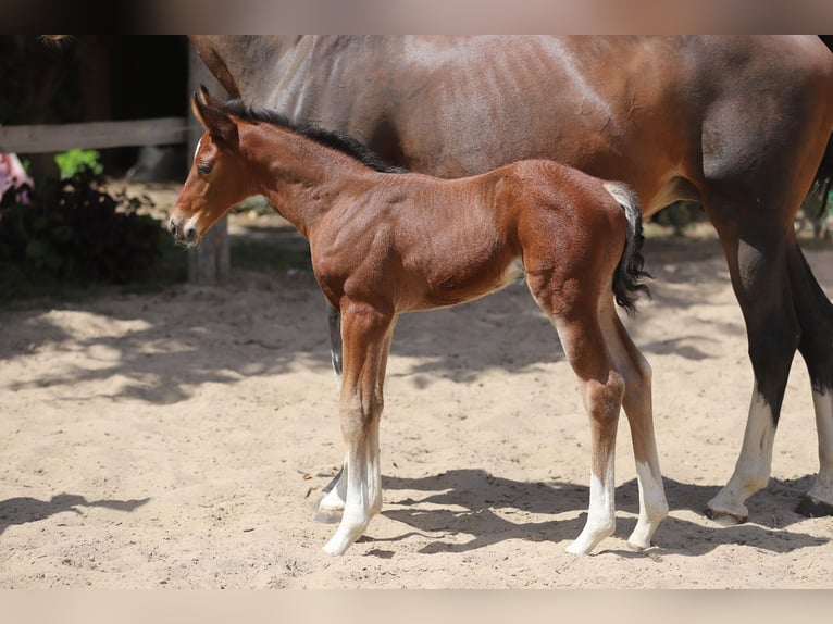 Westphalian Stallion  Brown in Neuenkirchen-V&#xF6;rden