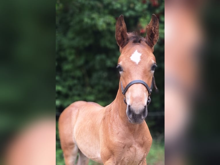 Westphalian Stallion Foal (06/2025) Brown in Kamen