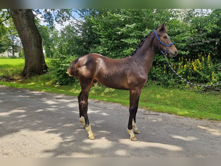 Westphalian Stallion Foal (02/2024) Brown in Olsberg