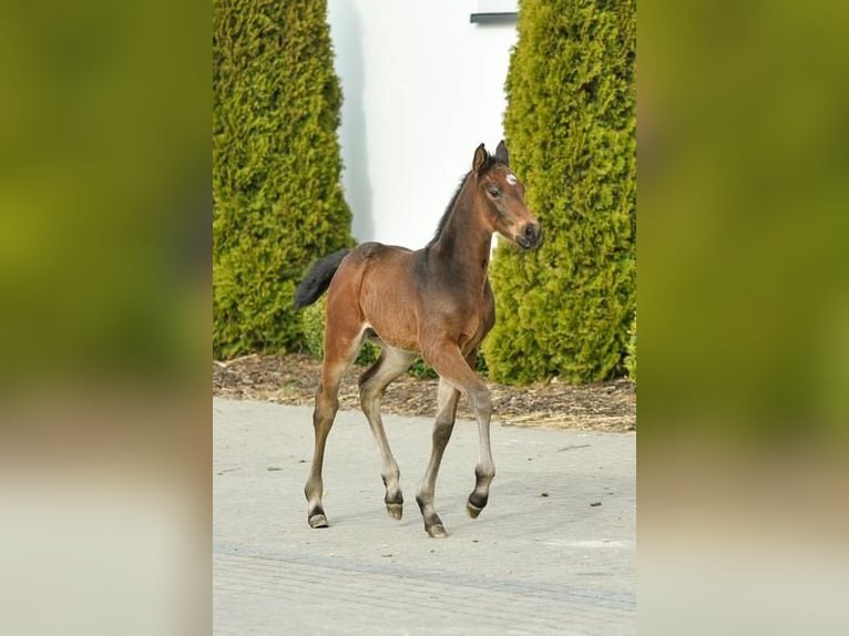 Westphalian Stallion Foal (02/2024) Brown in Wysin
