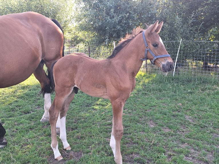 Westphalian Stallion Foal (06/2025) Brown in Ascheberg