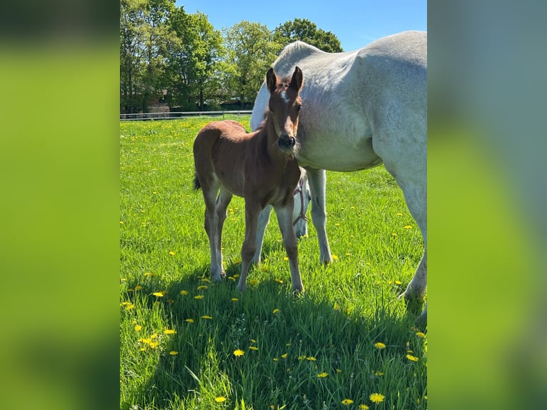 Westphalian Stallion  Brown in Harsewinkel