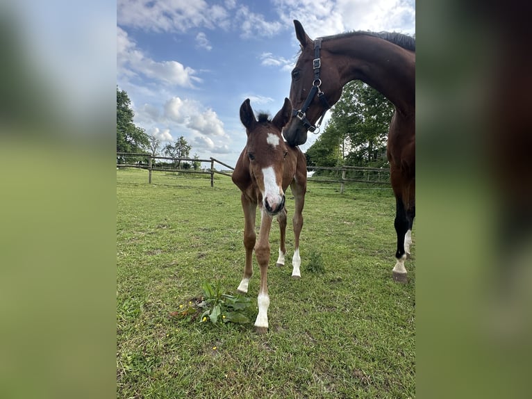 Westphalian Stallion Foal (05/2025) Brown in L&#xFC;dinghausen