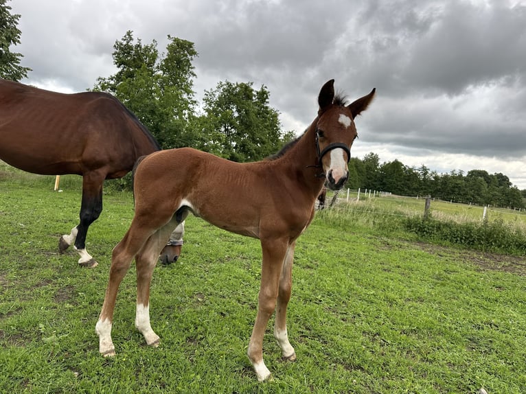 Westphalian Stallion  Brown in L&#xFC;dinghausen