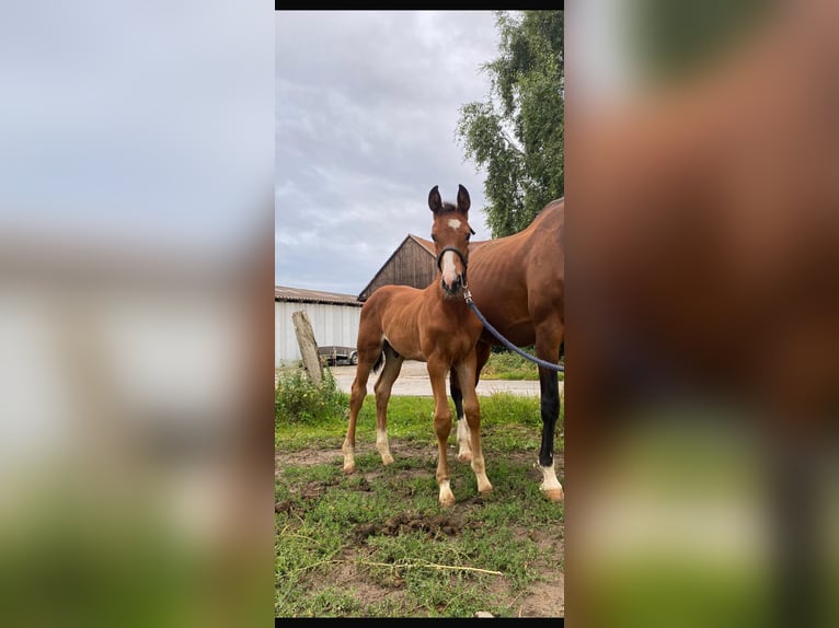 Westphalian Stallion Foal (05/2025) Brown in L&#xFC;dinghausen