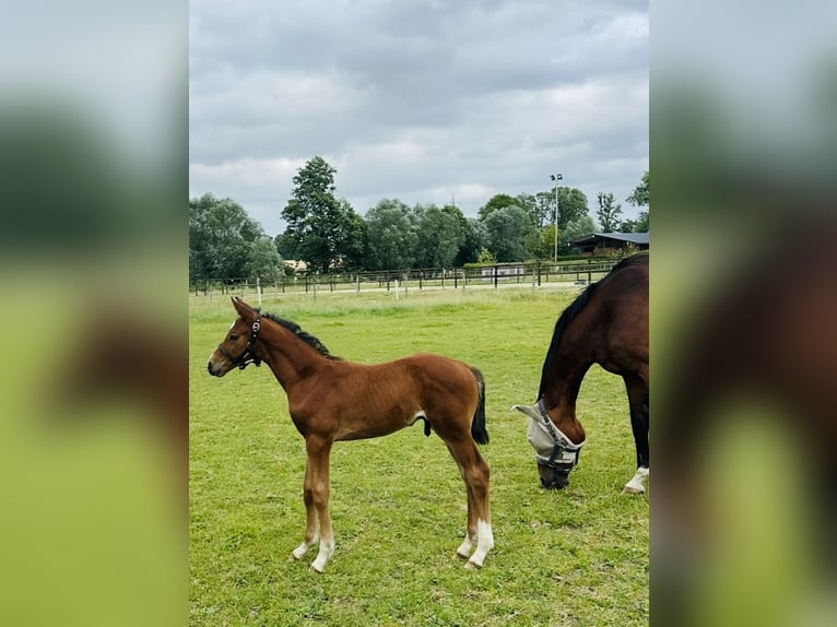 Westphalian Stallion Foal (05/2025) Brown in L&#xFC;dinghausen