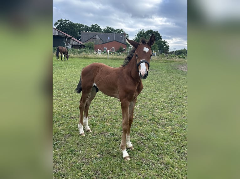 Westphalian Stallion Foal (05/2025) Brown in L&#xFC;dinghausen