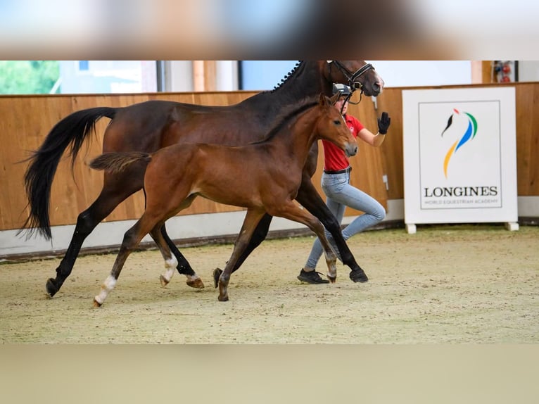 Westphalian Stallion Foal (04/2026) Brown in Minden