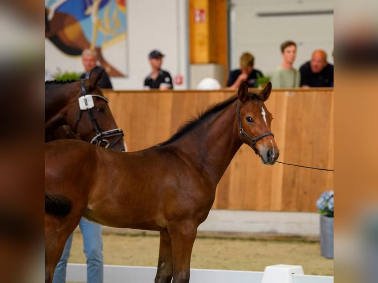 Westphalian Stallion Foal (04/2026) Brown in Minden
