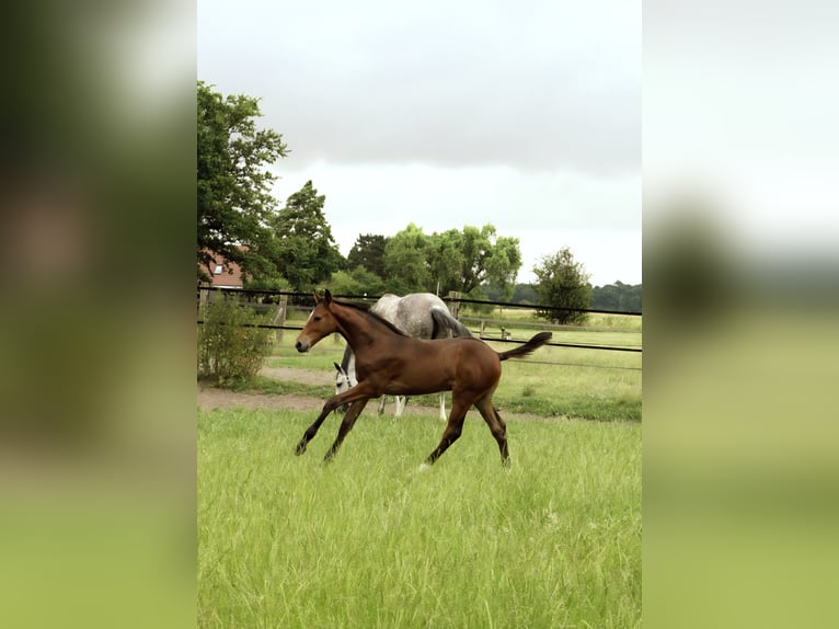 Westphalian Stallion Foal (04/2026) Brown in Minden