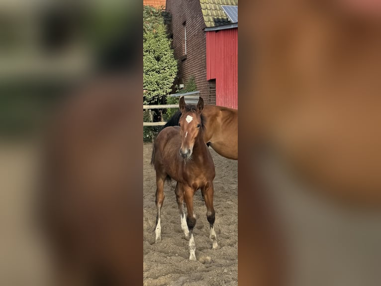 Westphalian Stallion Foal (05/2025) Brown in Neuenkirchen-V&#xF6;rden