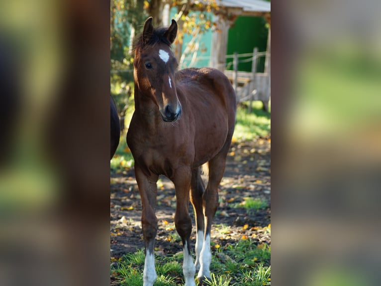 Westphalian Stallion Foal (05/2025) Brown in Neuenkirchen-Vörden Westphalian Stallion Foal (05/2025) Brown in Neuenkirchen-Vörden