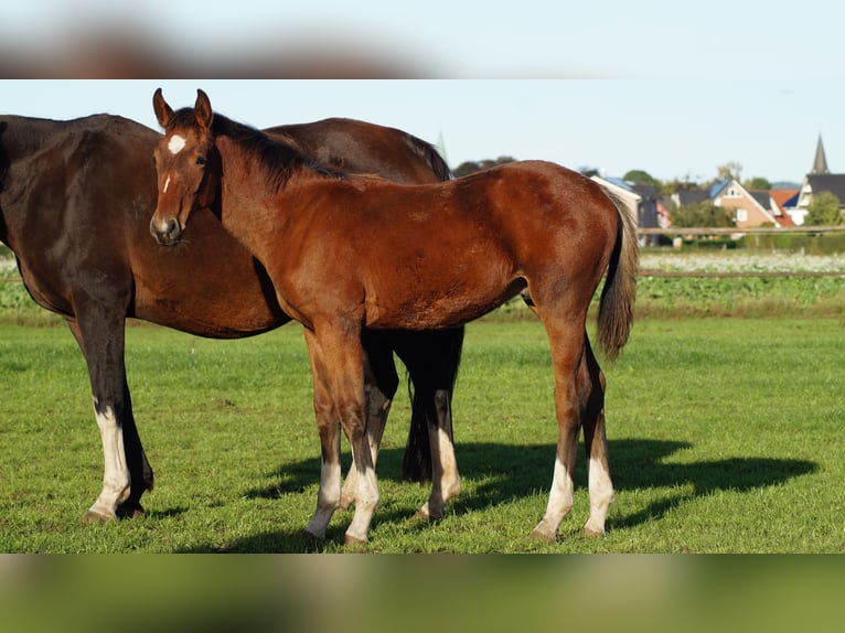 Westphalian Stallion Foal (05/2025) Brown in Neuenkirchen-Vörden Westphalian Stallion Foal (05/2025) Brown in Neuenkirchen-Vörden