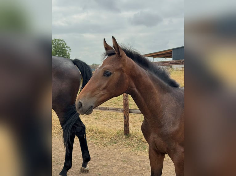Westphalian Stallion Foal (03/2026) Brown in Weilerswist
