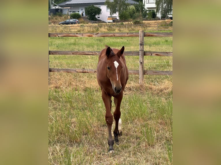 Westphalian Stallion Foal (04/2026) Brown in Weilerswist