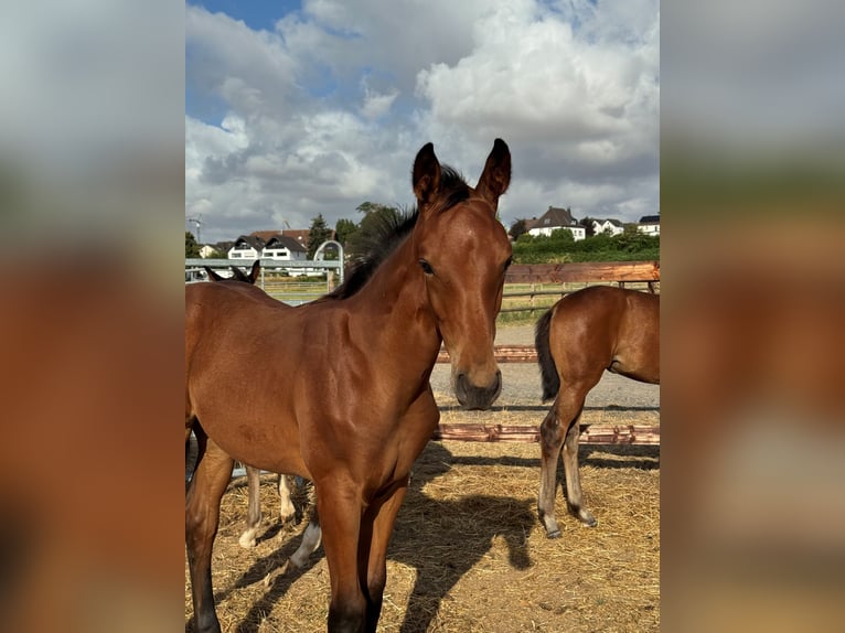 Westphalian Stallion Foal (04/2026) Brown in Weilerswist