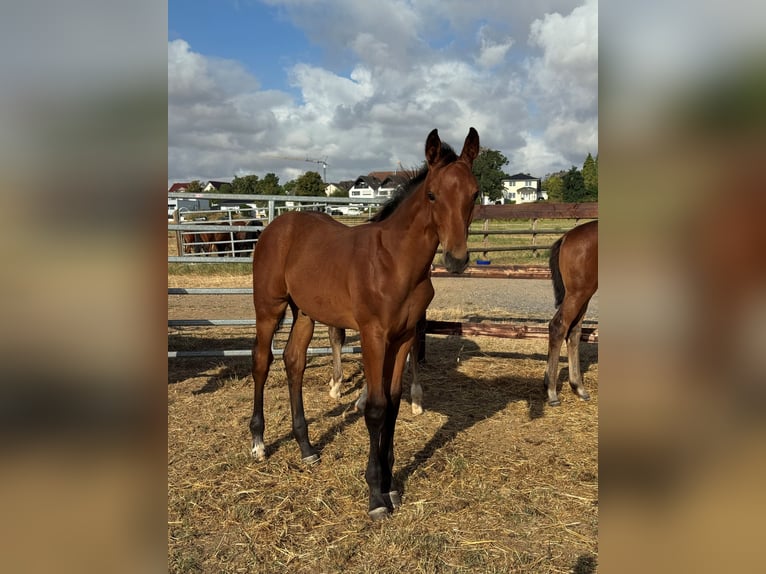 Westphalian Stallion Foal (04/2026) Brown in Weilerswist
