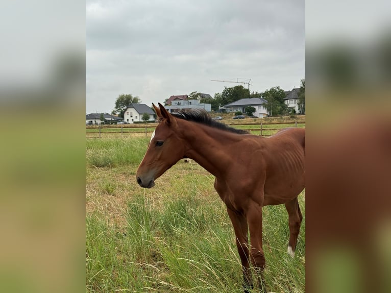 Westphalian Stallion Foal (04/2026) Brown in Weilerswist