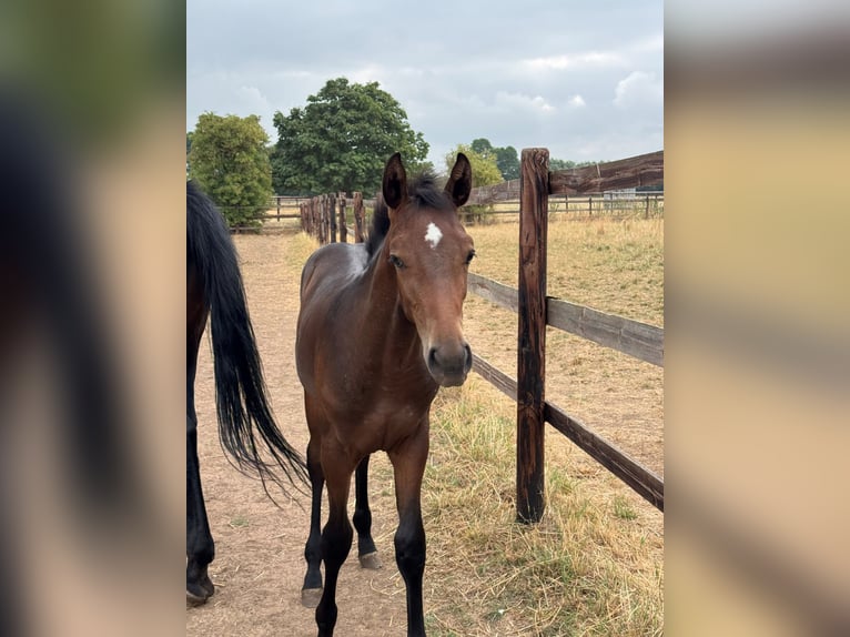 Westphalian Stallion Foal (03/2026) Brown in Weilerswist