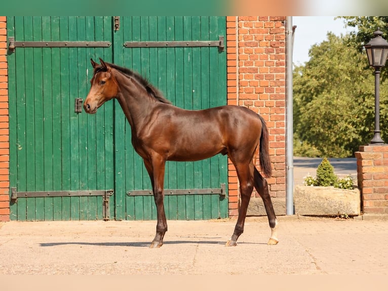 Westphalian Stallion Foal (03/2026) Brown in Everswinkel