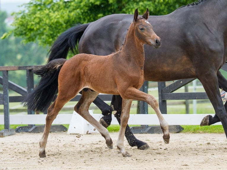 Westphalian Stallion Foal (05/2026) Brown in Hagen