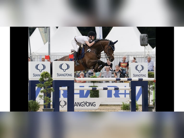 Westphalian Stallion  Brown in Hamm