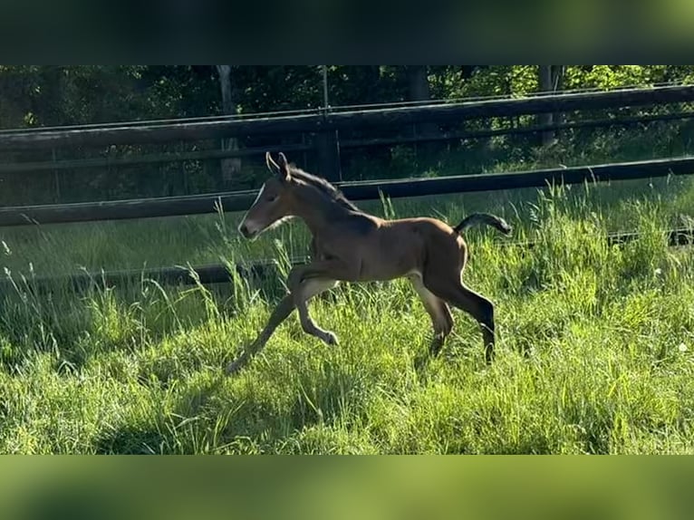 Westphalian Stallion  Brown in Hamm