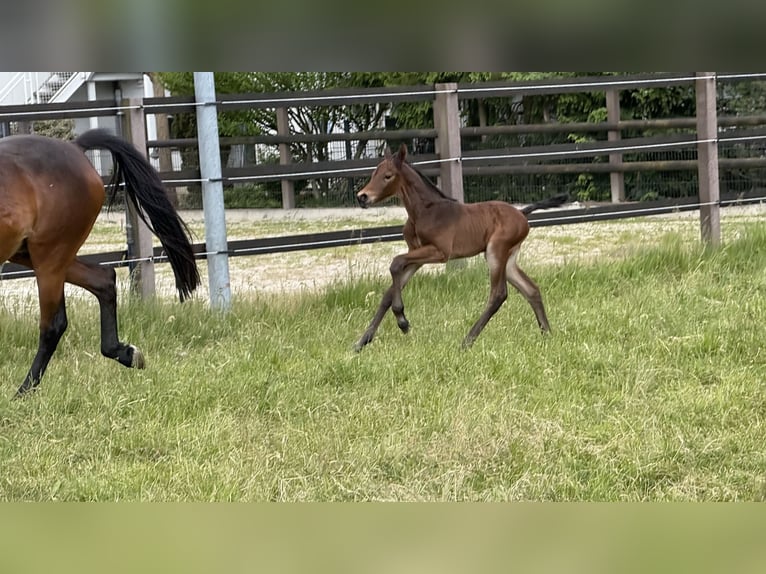 Westphalian Stallion  Brown in Hamm