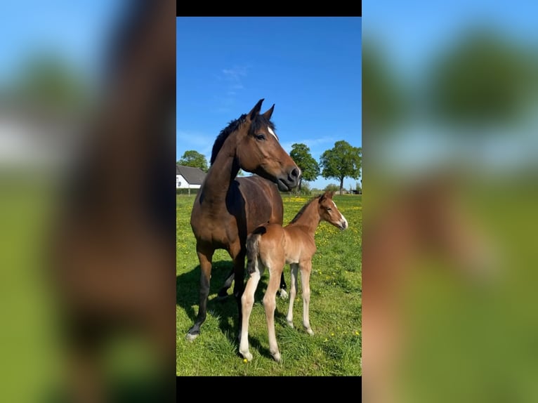 Westphalian Stallion Foal (04/2026) Brown in Kalkar