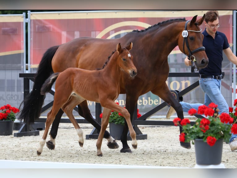 Westphalian Stallion Foal (06/2025) Brown in Laar
