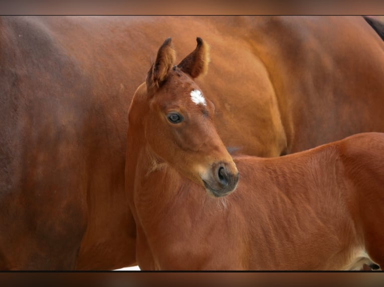 Westphalian Stallion Foal (06/2025) Brown in Laar