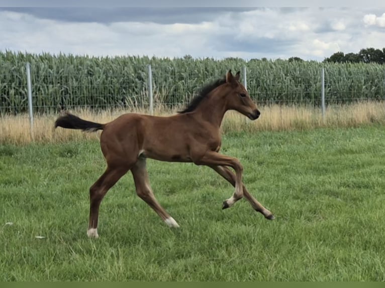 Westphalian Stallion Foal (06/2025) Brown in Laar