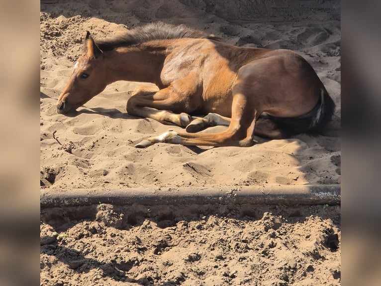 Westphalian Stallion Foal (06/2025) Brown in Laar