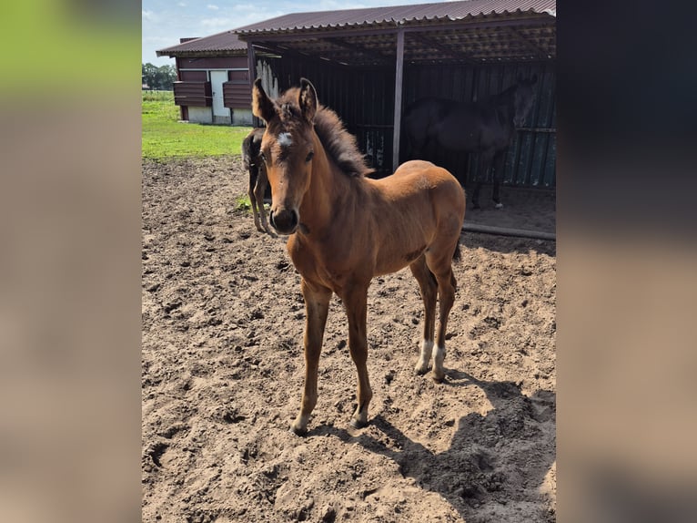 Westphalian Stallion Foal (06/2025) Brown in Laar