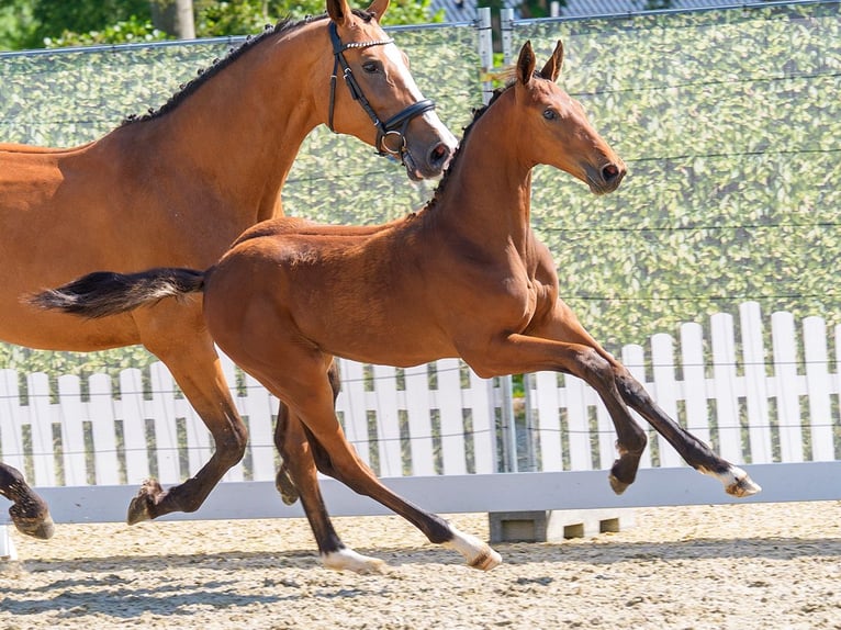 Westphalian Stallion Foal (04/2026) Brown in Mnster-Handorf