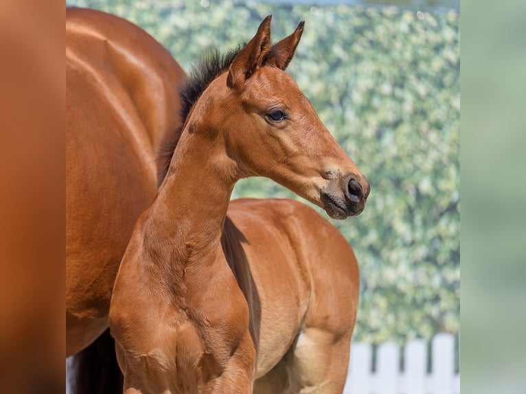 Westphalian Stallion  Brown in Mnster-Handorf