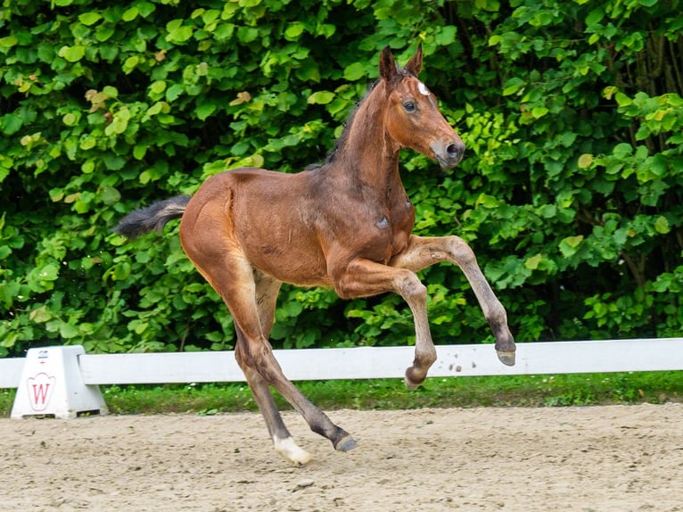 Westphalian Stallion Foal (05/2026) Brown in Mnster-Handorf