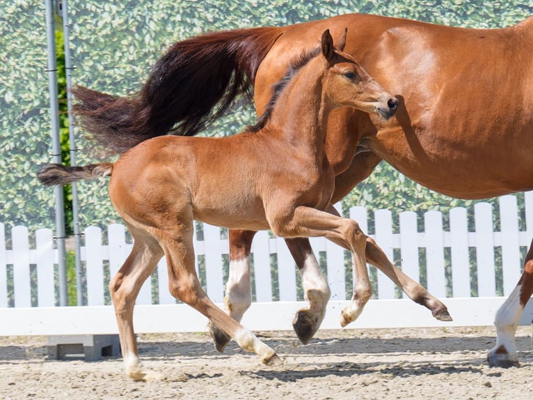 Westphalian Stallion  Brown in Mnster-Handorf