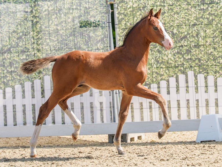 Westphalian Stallion Foal (04/2026) Brown in Mnster-Handorf