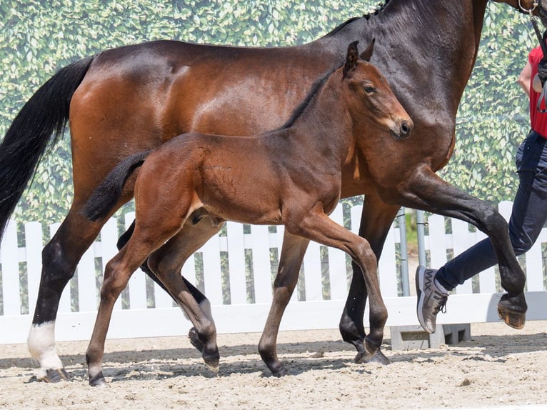 Westphalian Stallion  Brown in Mnster-Handorf