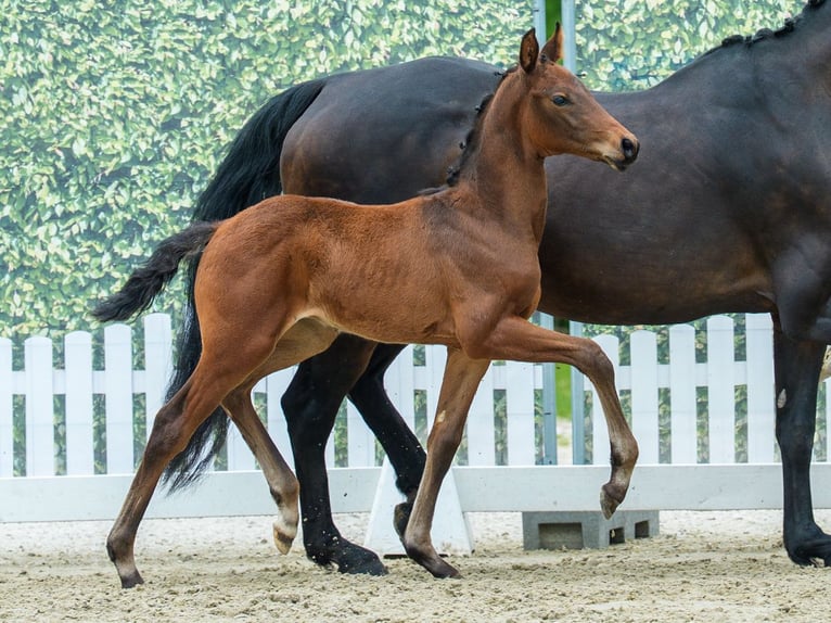 Westphalian Stallion Foal (03/2026) Brown in Mnster-Handorf