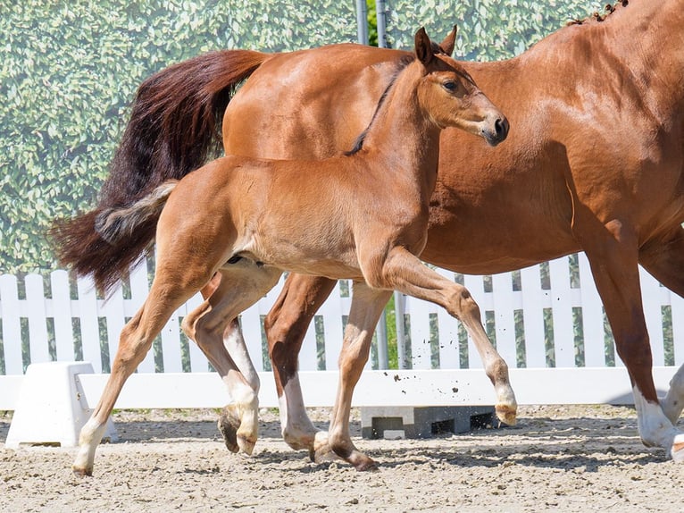 Westphalian Stallion  Brown in Mnster-Handorf
